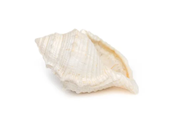 Image White Conch Seashells White Background Undersea Animals Sea Shells — Stok fotoğraf