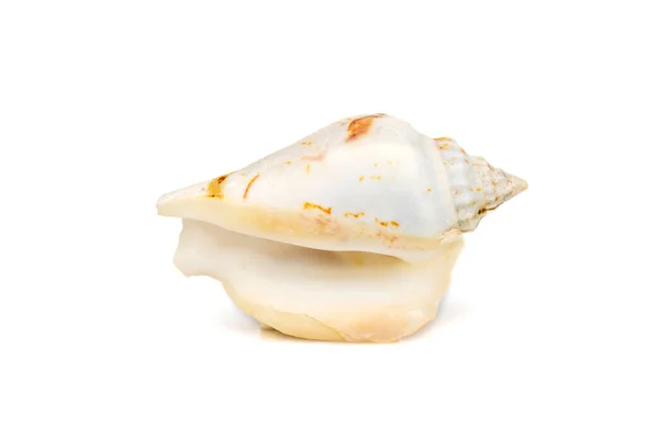 Image Seashells Humped Conch Gibberulus Gibbosus White Background Undersea Animals — Stock Fotó