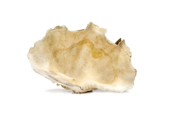 Image Crocus Giant Clam Tridacna Crocea White Background Sea Shells — Stockfoto