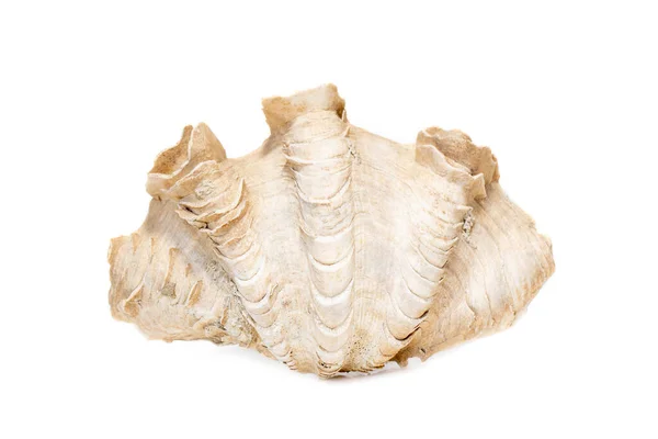 Image Crocus Giant Clam Tridacna Crocea White Background Sea Shells — Stok fotoğraf