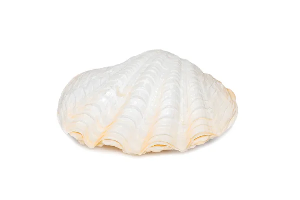 Image Seashells Clam Pearled White Background Undersea Animals Sea Shells — Zdjęcie stockowe