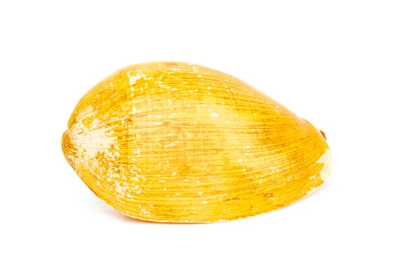 Image Yellow Shell White Background Undersea Animals Sea Shells — Zdjęcie stockowe