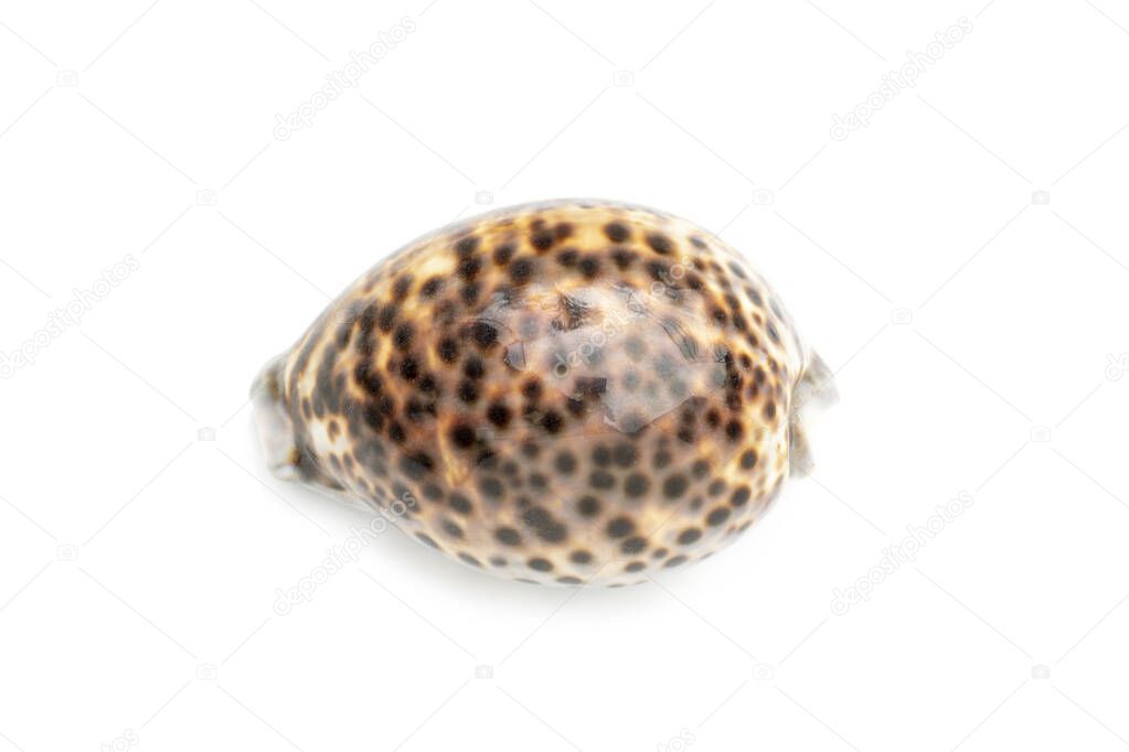 Image of tiger cowrie (Cypraea tigris) on a white background. Undersea Animals. Sea shells.