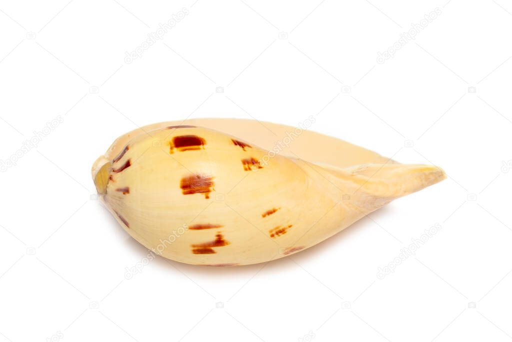 Image of seashells melo melo on a white background. Undersea Animals. Sea Shells.