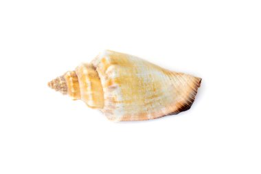 Image of sea shell strombus urceus, canarium urceus on a white background. Sea shells. Undersea Animals.