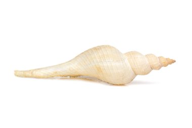 Image of white long tailed spindle conch seashells on a white background. Undersea Animals. Sea Shells.