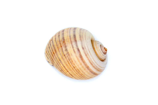 Image Large Empty Ocean Snail Shell White Background Undersea Animals —  Fotos de Stock