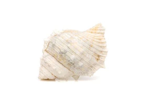 Изображение Белых Раковин Белом Фоне Подводные Животные Морские Ракушки — стоковое фото