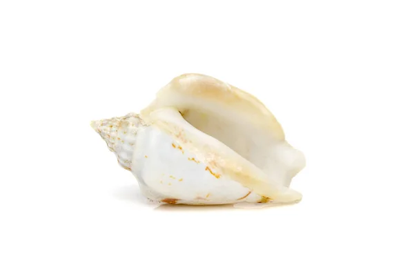 Image Seashells Humped Conch Gibberulus Gibbosus White Background Undersea Animals —  Fotos de Stock