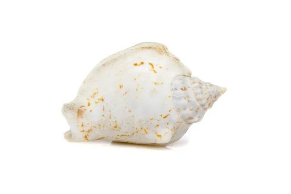 Image Seashells Humped Conch Gibberulus Gibbosus White Background Undersea Animals — Stock Photo, Image