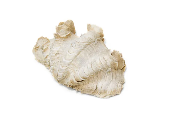 Image Crocus Giant Clam Tridacna Crocea White Background Sea Shells — Stock Photo, Image