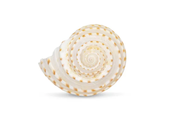 Image Seashells Tonna Tesselata White Background Undersea Animals Sea Shells — Fotografia de Stock