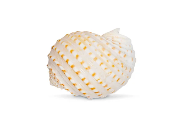 Image Seashells Tonna Tesselata White Background Undersea Animals Sea Shells — 图库照片