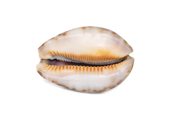 Image Seashells Cypraea Arabica White Background Undersea Animals Sea Shells — 图库照片
