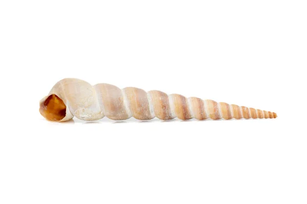 Image Pointed Cone Shell Terebridae White Background Undersea Animals Sea — Stock Photo, Image