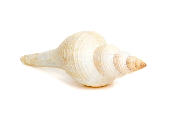 Image White Long Tailed Spindle Conch Seashells White Background Undersea — Fotografia de Stock