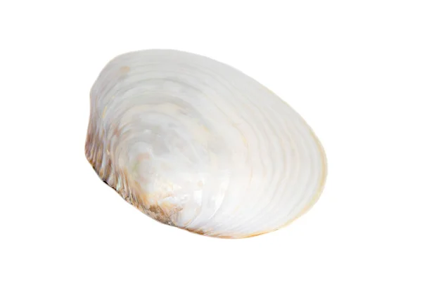 Image Seashells Clam Pearled White Background Undersea Animals Sea Shells —  Fotos de Stock