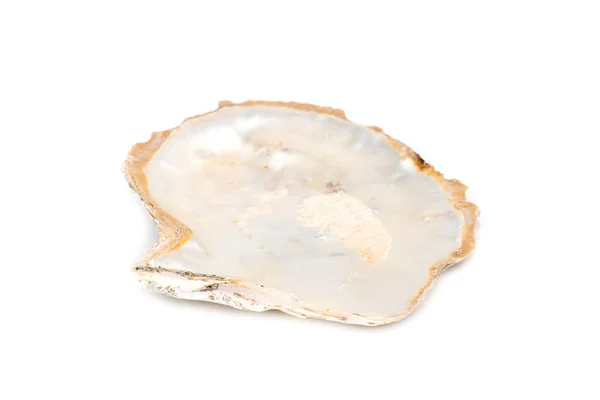 Image Seashells Clam Pearled White Background Undersea Animals Sea Shells — Stockfoto