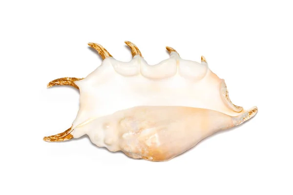 Image Spider Conch Seashell Lambis Truncata White Background Sea Shells — Fotografia de Stock