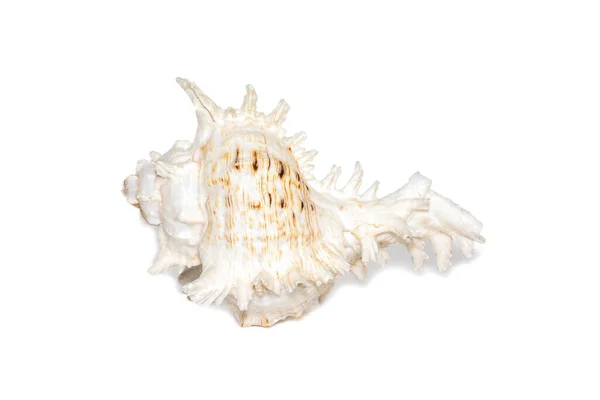 Image Natural Large Conch Shell Kirin Snail Thousands White Background — Foto Stock