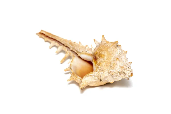 Image Thorn Conch Shell White Background Undersea Animals Sea Shells — Foto de Stock