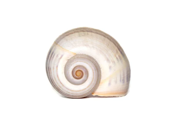 Image Large Empty Ocean Snail Shell White Background Undersea Animals — Stok fotoğraf