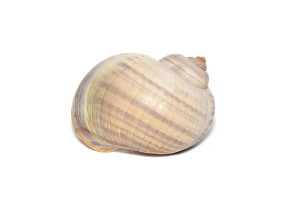 Image Large Empty Ocean Snail Shell White Background Undersea Animals —  Fotos de Stock