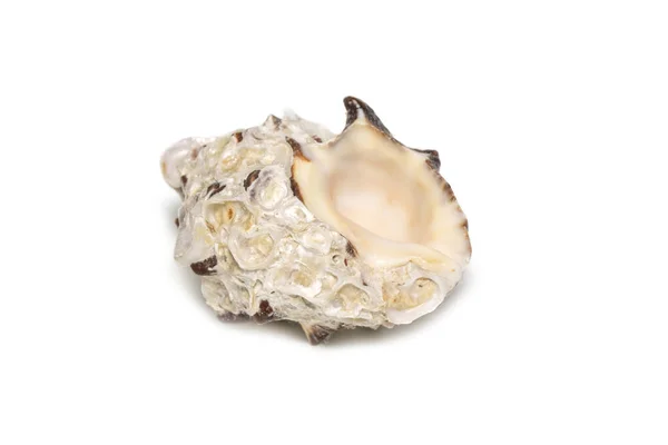 Image Reishia Bitubercularis Seashells White Background Undersea Animals Sea Shells — 图库照片