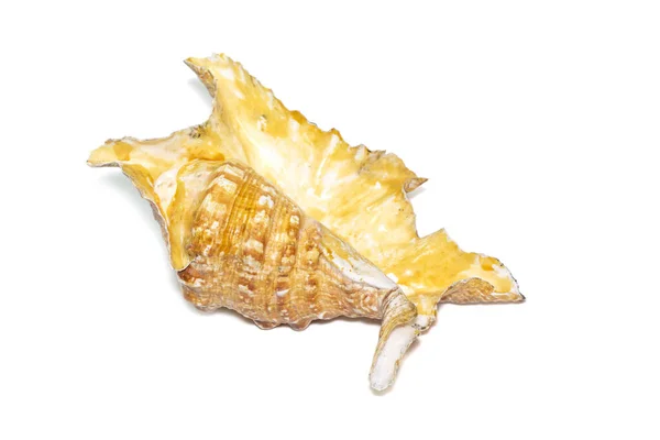 Image Lambis Truncata Sowerbyi Sea Shell White Background Sea Shells — Stockfoto