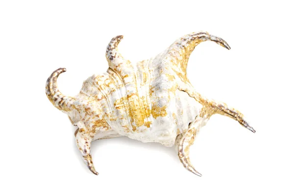 Image Lambis Chiragra Harpago Chiragra White Background Undersea Animals Sea — Fotografia de Stock