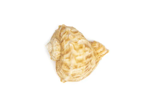 Image Seashell Rapana Rapiformis White Background Undersea Animals Sea Shells — Zdjęcie stockowe