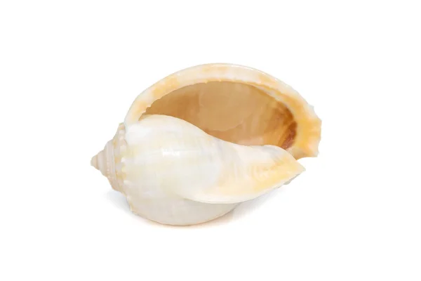 Image Grey Bonnet Phalium Glaucum Seashells White Background Undersea Animals — Stock fotografie