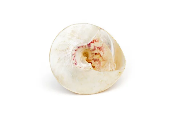 Image Pearl Trochus Seashells White Background Undersea Animals Sea Shells —  Fotos de Stock
