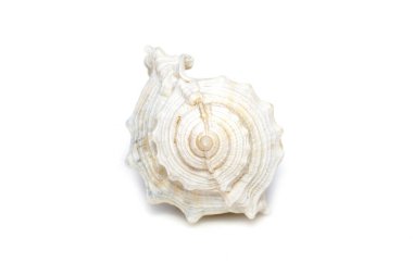 Image of white conch seashells on a white background. Undersea Animals. Sea Shells.