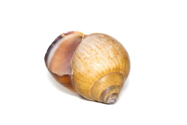 Image Brown Spiral Sea Shell White Background Undersea Animals Sea —  Fotos de Stock