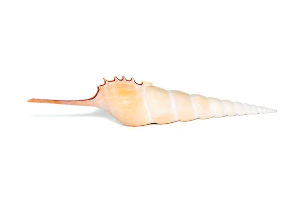 Image Tibia Fusus Sea Shells Spindle Tibia Shinbone Tibia Gastropod — Stock Photo, Image