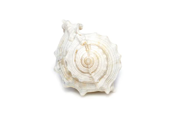 Image White Conch Seashells White Background Undersea Animals Sea Shells — Stock Fotó