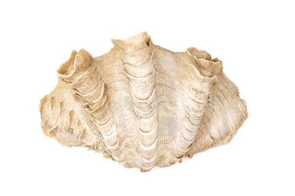 Image Crocus Giant Clam Tridacna Crocea White Background Sea Shells — Foto de Stock