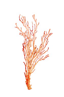 Image of dry natural coral or coralline isolated on white background.
