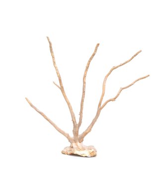 Image of dry natural coral or coralline isolated on white background.