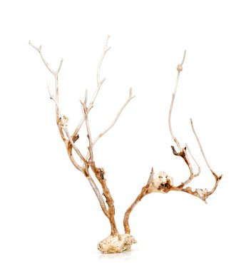 Image of dry natural coral or coralline isolated on white background.