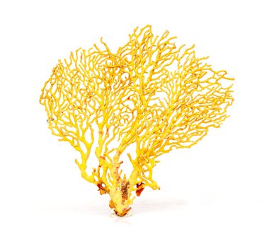 Image of dry natural coral or coralline isolated on white background.