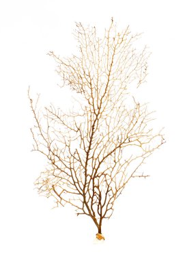Image of dry natural coral or coralline isolated on white background.