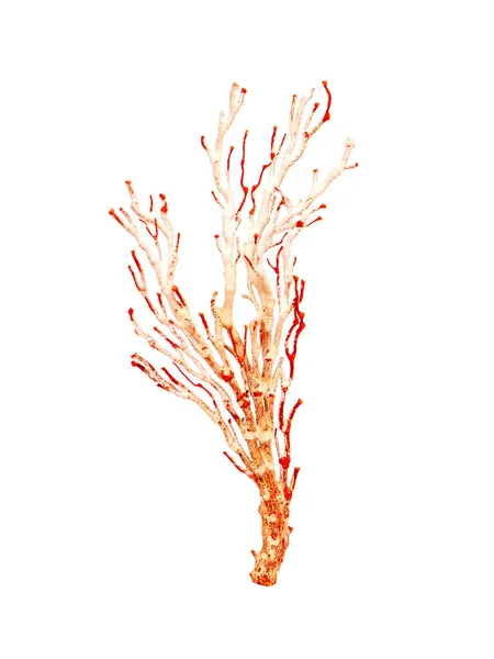 Image Dry Natural Coral Coralline Isolated White Background — Photo