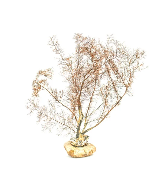 Image of dry natural coral or coralline isolated on white background.