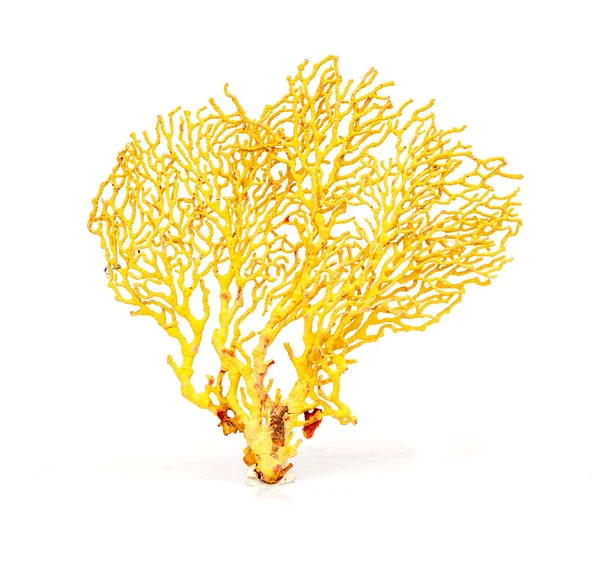 Image of dry natural coral or coralline isolated on white background.