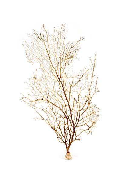 Image of dry natural coral or coralline isolated on white background.