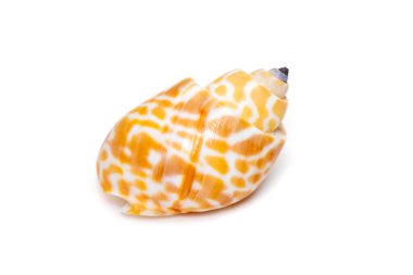 Image of babylonia spirata, common name the Spiral Babylon, is a species of sea snail, a marine gastropod mollusk, in the family Babyloniidae. isolated on white background. Sea snail. Undersea Animals. Sea Shells.
