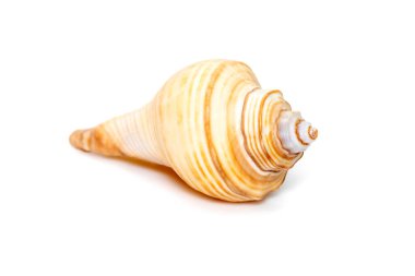 Image of hemifusus sea shells a genus of marine gastropod mollusks in the family Melongenidae isolated on white background. Undersea Animals. Sea Shells.