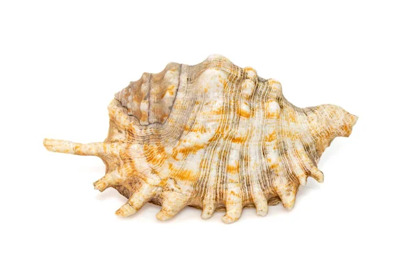 Image Millipede Spider Conch Lambis Millepeda Isolated White Background Sea — Stock Photo, Image